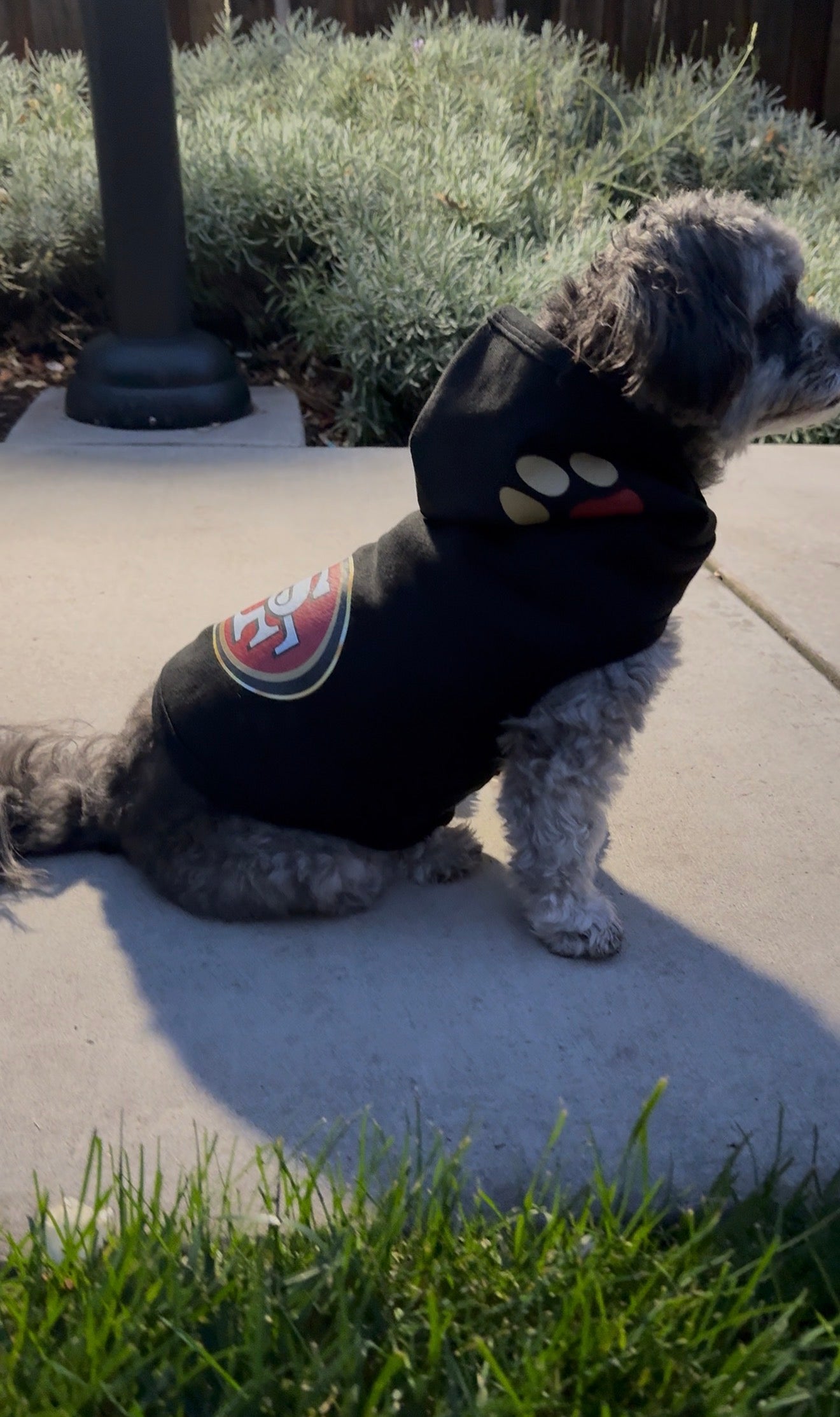 Dog Hoodie (Football)