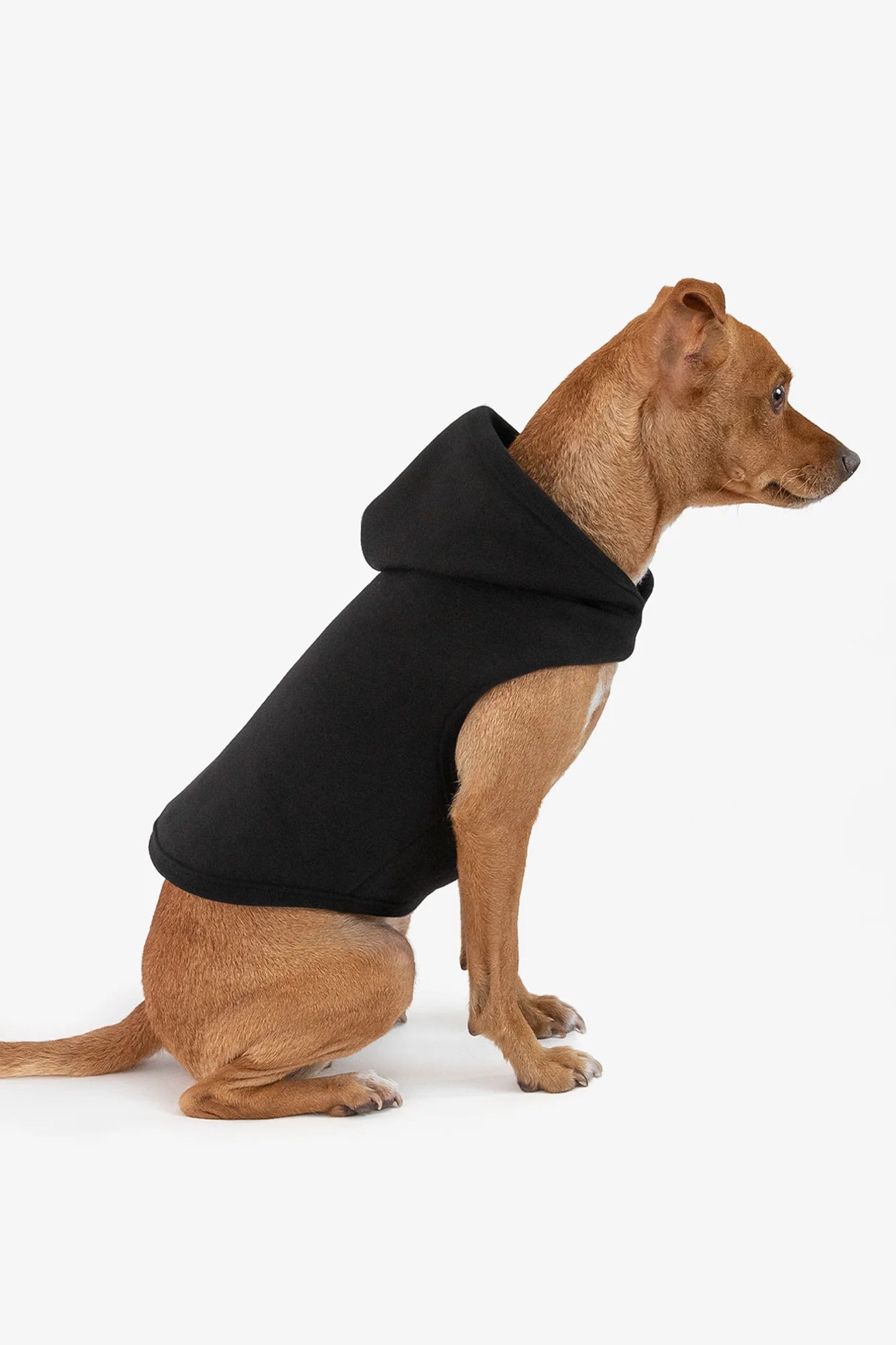 Dog Hoodie (Football)